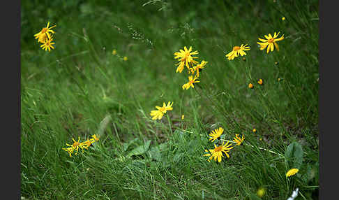 Berg-Wohlverleih (Arnica montana)