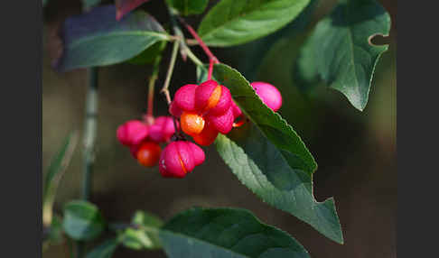 Europäisches Pfaffenhütchen (Euonymus europaea)