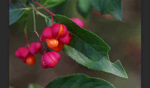 Europäisches Pfaffenhütchen (Euonymus europaea)