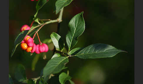 Europäisches Pfaffenhütchen (Euonymus europaea)