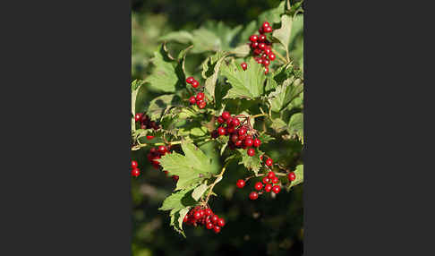 Gemeiner Schneeball (Viburnum opulus)