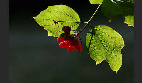 Gemeiner Schneeball (Viburnum opulus)