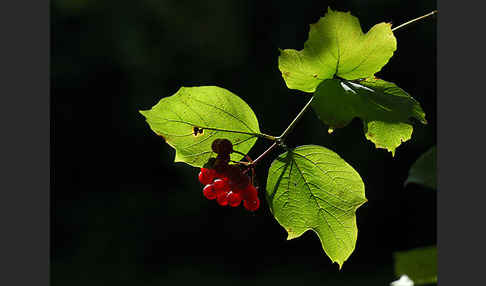 Gemeiner Schneeball (Viburnum opulus)