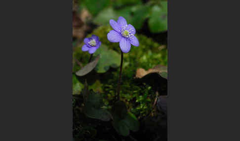 Leberblümchen (Hepatica nobilis)