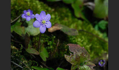 Leberblümchen (Hepatica nobilis)