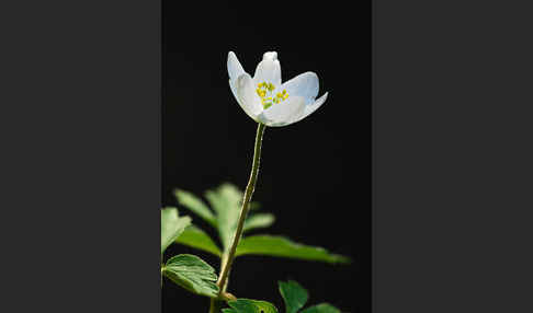 Busch-Windröschen (Anemone nemorosa)