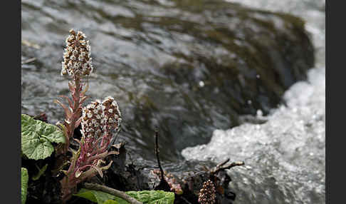 Rote Pestwurz (Petasites hybridus)