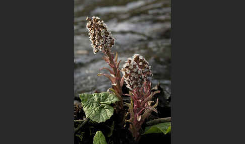 Rote Pestwurz (Petasites hybridus)