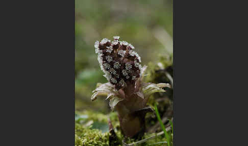 Rote Pestwurz (Petasites hybridus)