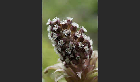 Rote Pestwurz (Petasites hybridus)