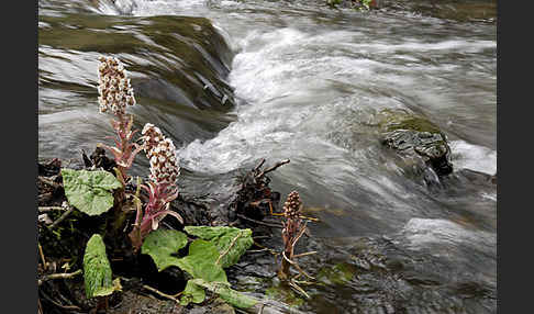 Rote Pestwurz (Petasites hybridus)