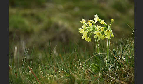 Hohe Schlüsselblume (Primula elatior)