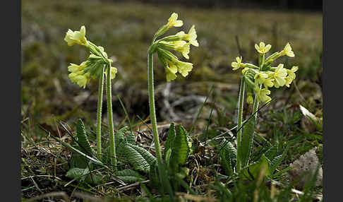 Hohe Schlüsselblume (Primula elatior)