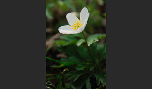 Busch-Windröschen (Anemone nemorosa)