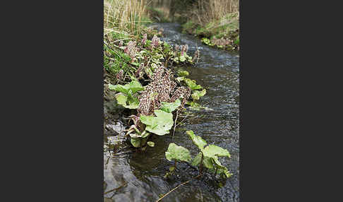 Rote Pestwurz (Petasites hybridus)