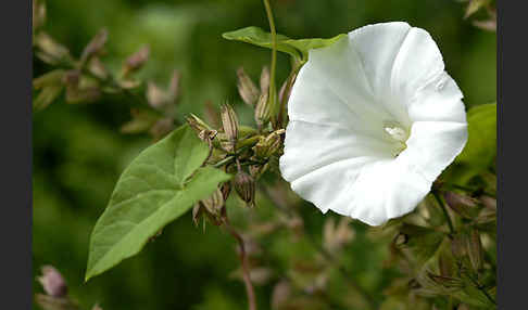 Echte Zaunwinde (Calystegia sepium)