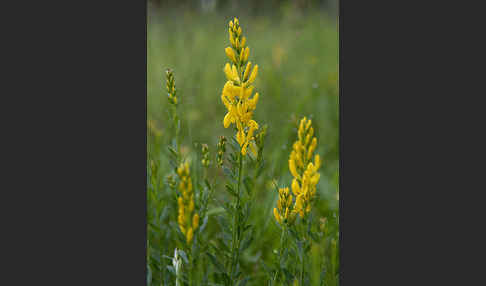 Färber-Ginster (Genista tinctoria)