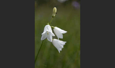 Rundblättrige Glockenblume (Campanula rotundifolia)