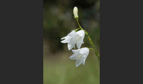 Rundblättrige Glockenblume (Campanula rotundifolia)