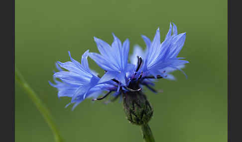 Kornblume (Centaurea cyanus)