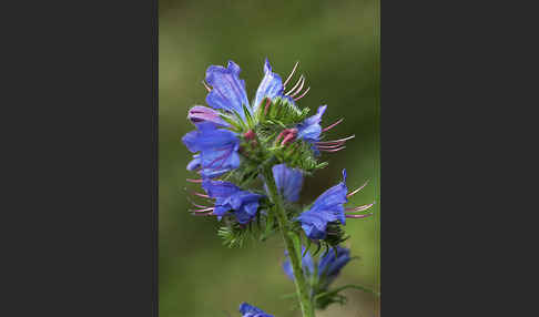 Gewöhnlicher Natternkopf (Echium vulgare)