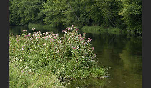 Drüsiges Springkraut (Impatiens glandulifera)