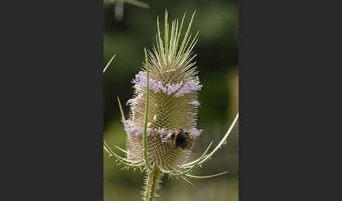 Wilde Karde (Dipsacus fullonum)