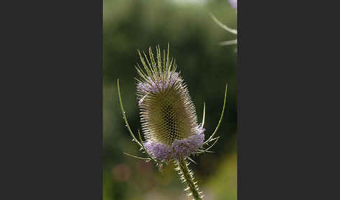 Wilde Karde (Dipsacus fullonum)