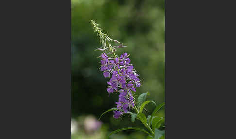 Schmalblättriges Weidenröschen (Epilobium angustifolium)