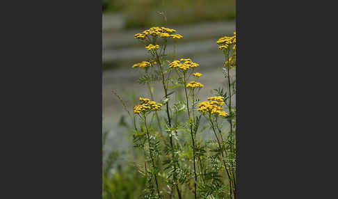 Rainfarn (Tanacetum vulgare)