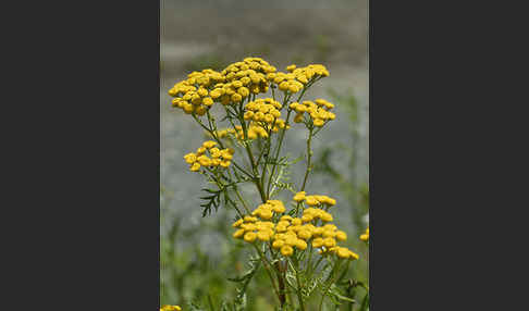 Rainfarn (Tanacetum vulgare)