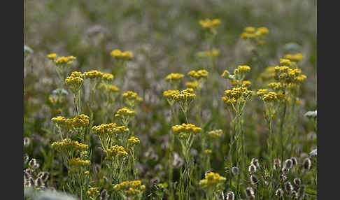 Sand-Strohblume (Helichrysum arenarium)