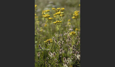 Sand-Strohblume (Helichrysum arenarium)