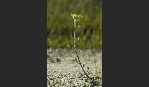 Sand-Strohblume (Helichrysum arenarium)