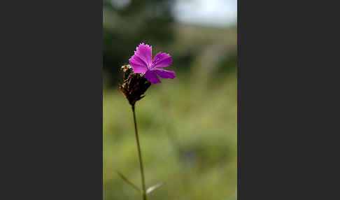 Karthäuser-Nelke (Dianthus carthusianorum)