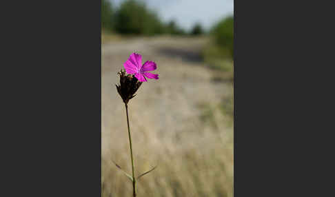 Karthäuser-Nelke (Dianthus carthusianorum)