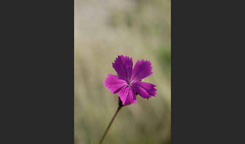 Karthäuser-Nelke (Dianthus carthusianorum)