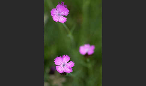 Karthäuser-Nelke (Dianthus carthusianorum)