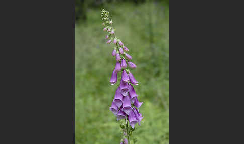 Roter Fingerhut (Digitalis purpurea)