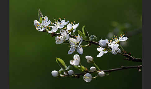 Schlehe (Prunus spinosa)