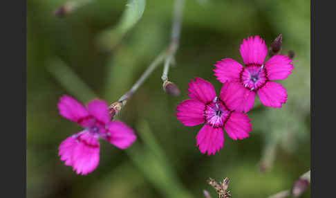 Heide-Nelke (Dianthus deltoides)