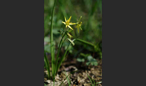 Wald-Gelbstern (Gagea lutea)