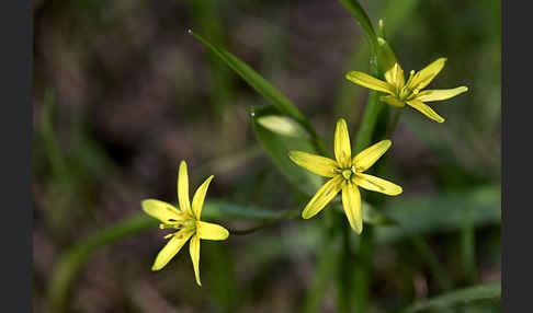 Wald-Gelbstern (Gagea lutea)