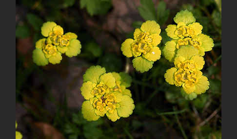 Wechselblättriges Milzkraut (Chrysosplenium alternifolium)