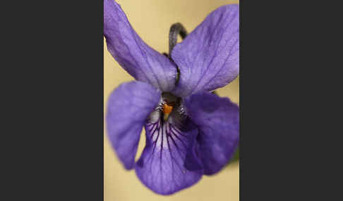 März-Veilchen (Viola odorata)