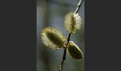 Weide (Salix spec.)