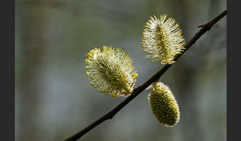 Weide (Salix spec.)