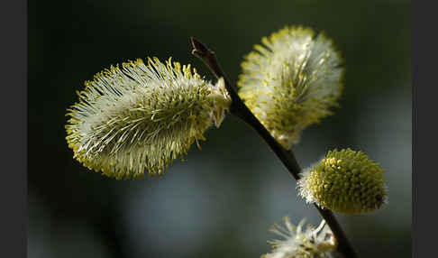 Weide (Salix spec.)