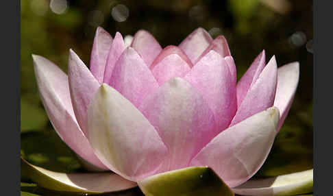 Seerose (Nymphaea spec.)