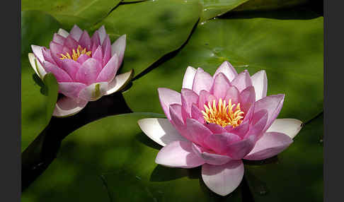 Seerose (Nymphaea spec.)